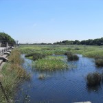 <p>Hundreds of birds live here as opposed to the city where the only bird you'll find is, you guessed it, Pigeons. </p>