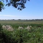 <p>This beautiful wetlands is right next to the CBD</p>